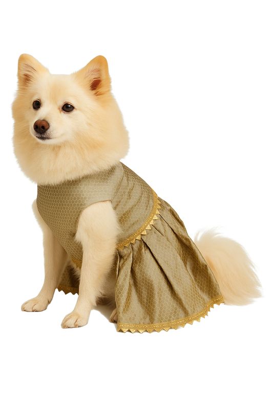 Small cream-colored dog wearing gold silk lehenga outfit