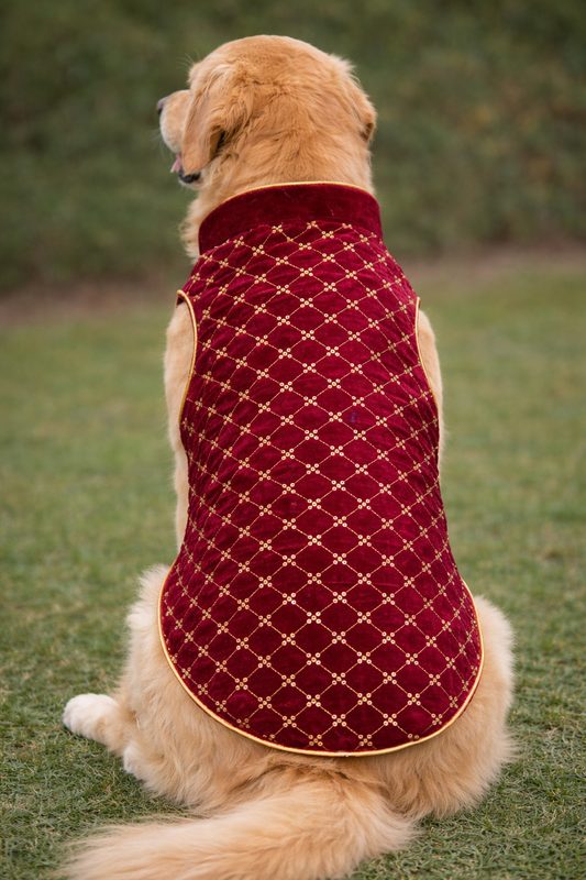 Dog wearing a red quilted vest sitting on grass