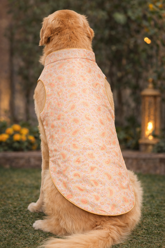 dog sherwani india pastel wedding outfit