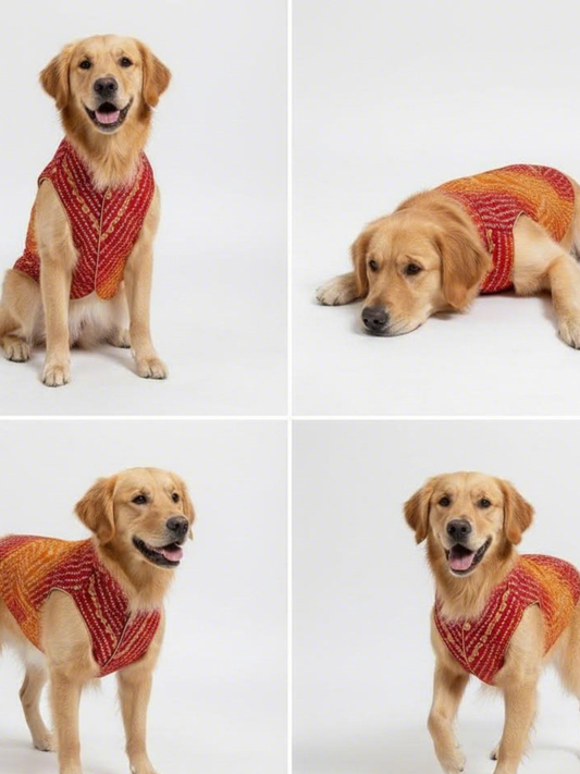 Four images of a golden retriever wearing a red and orange knitted sweater on a white background.