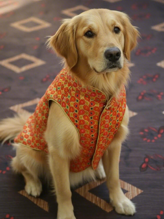 Dog wearing a patterned orange vest on a dark textured background