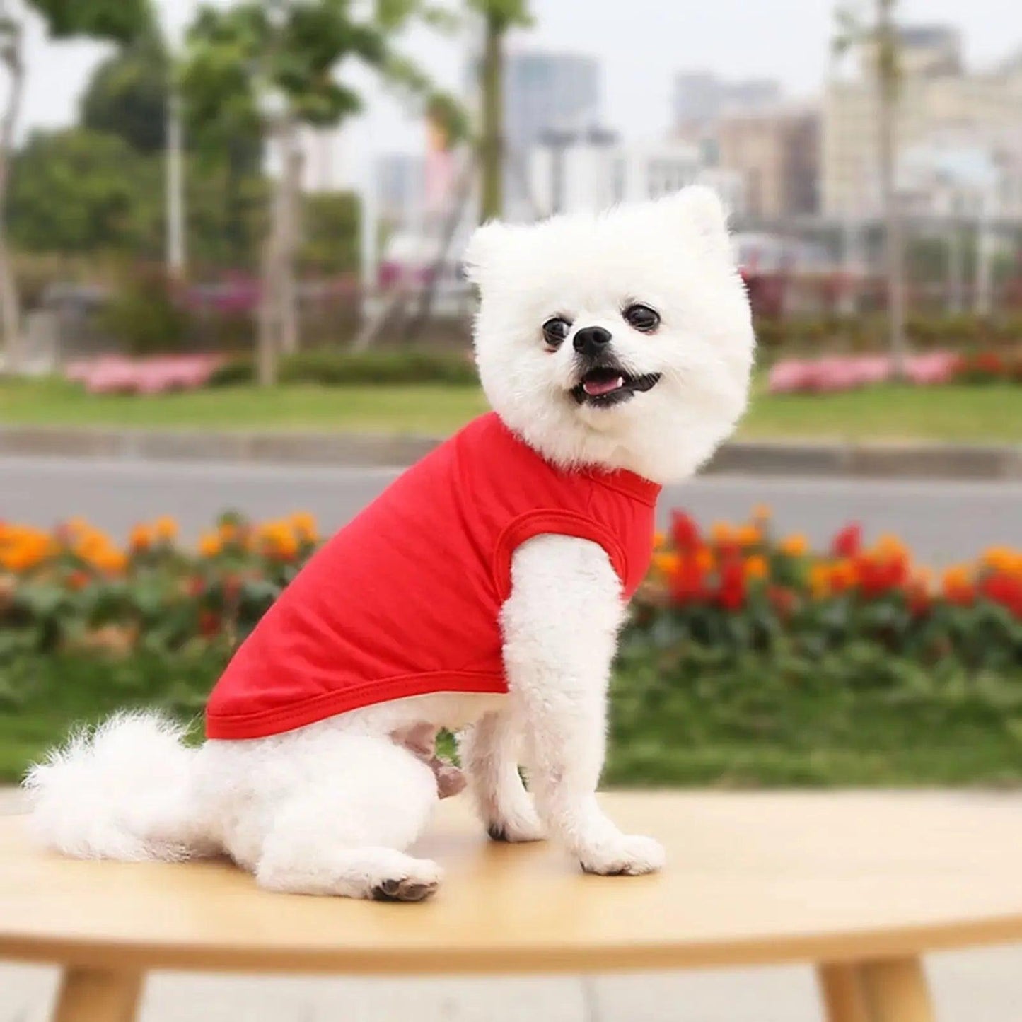 Plain T-Shirt for Dog - Petaloons