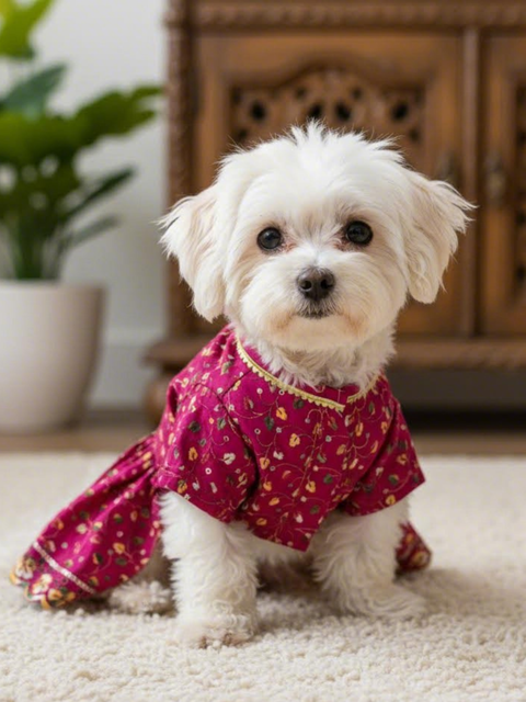 Small white dog wearing a red outfit with yellow patterns on a carpeted floor.