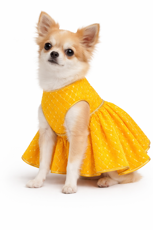 Small dog wearing a yellow dress with white polka dots on a white background