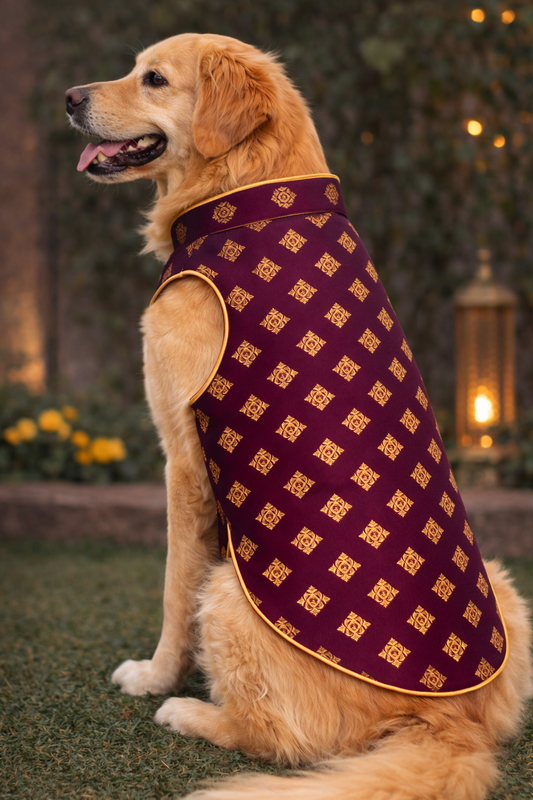 Dog wearing a patterned purple and gold coat outdoors with blurred background