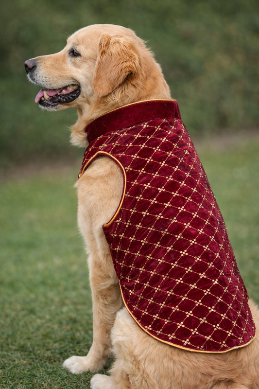 Dog wearing a red quilted vest with a pattern on a grassy background