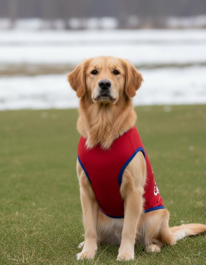 Dog wearing a red and blue outfit sitting on grass with a blurred background