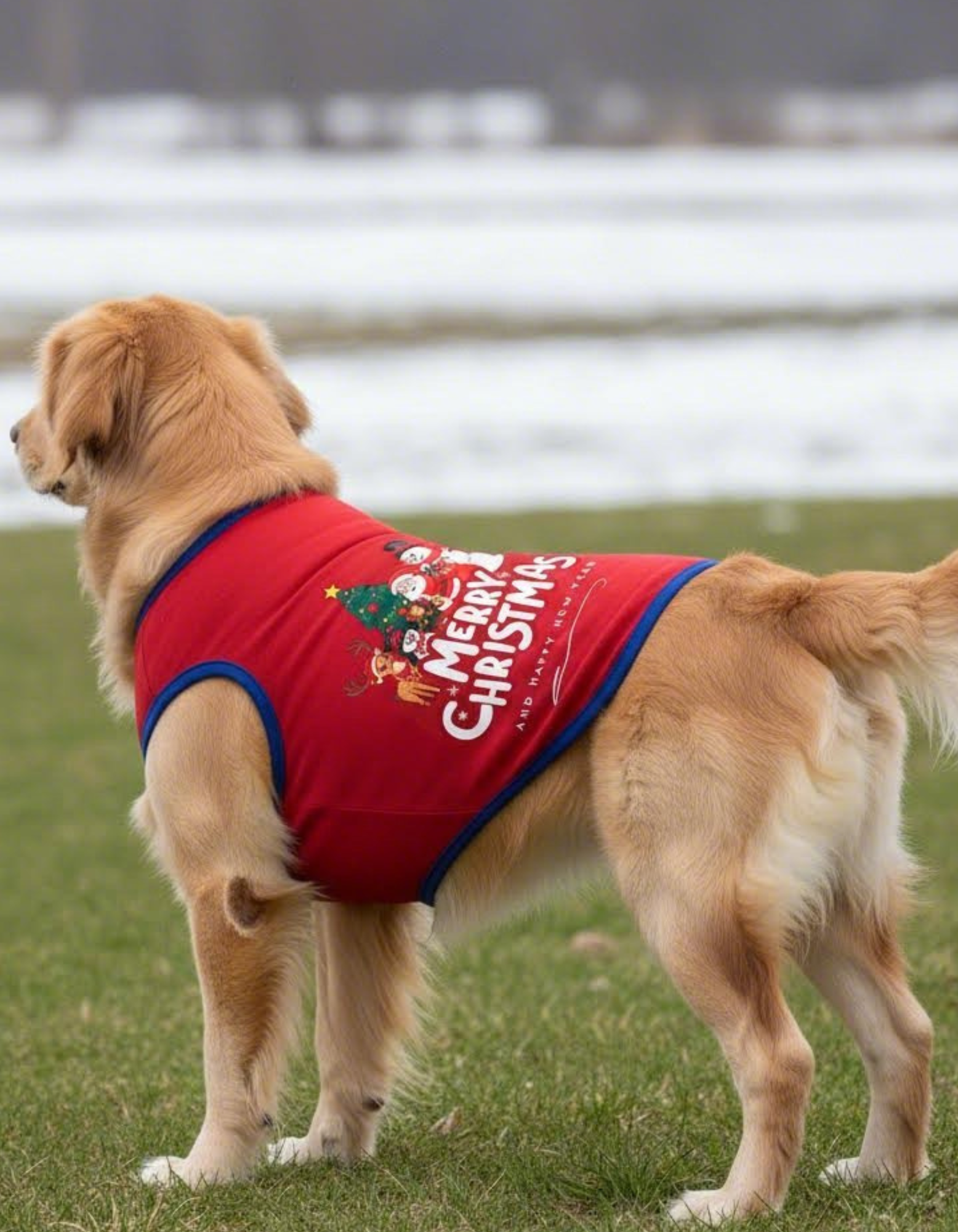 Dog wearing a red 'Merry Christmas' vest outdoors on grass with a blurred background