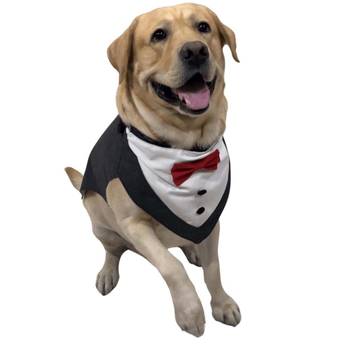 Dog Birthday Tuxedo with Happy Birthday Banner | Party Set by Petaloons - Petaloons