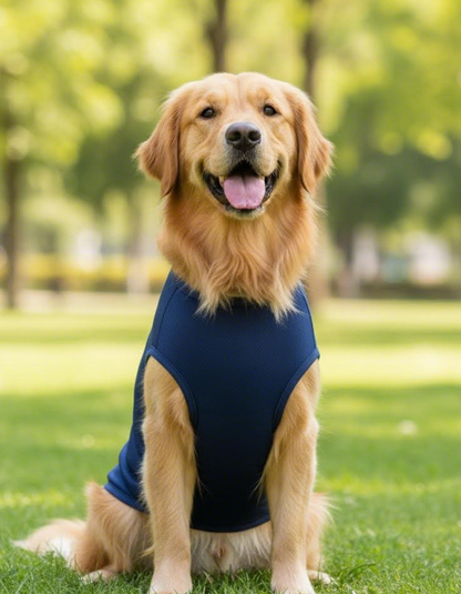 Dog wearing a blue vest sitting on grass with trees in the background