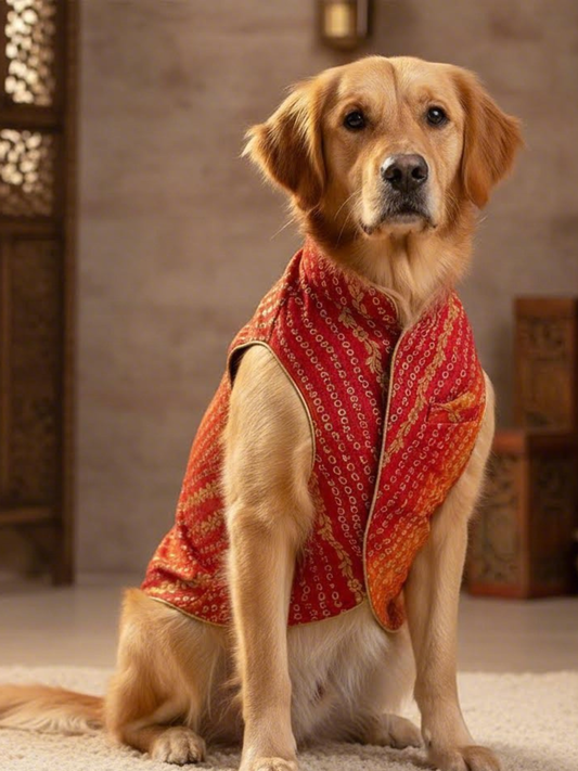Dog wearing a red patterned vest sitting on a carpeted floor.