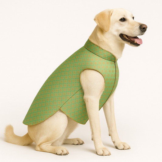 Premium Pista Sherwani for Dogs | Traditional Festive & Wedding Wear for Small, Medium & Large Dogs – Petaloons